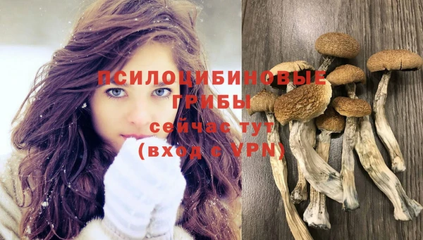 стаф Арсеньев